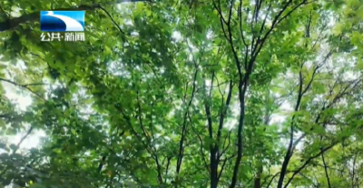 人与自然｜保康连获重要生态发现 古树群与新物种见证生物多样性