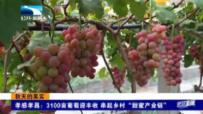 孝感孝昌：3100亩葡萄迎丰收 串起乡村“甜蜜产业链”