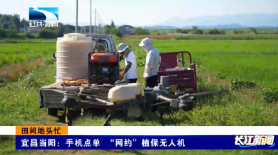 宜昌当阳：手机点单 "网约"植保无人机