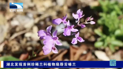 湖北发现首例珍稀兰科植物扇唇舌喙兰