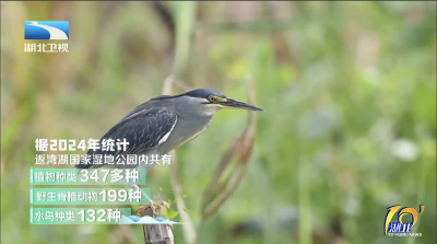 湖北返湾湖国家湿地公园：“护鸟人”的巡护日记