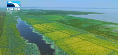 人与自然｜荆州洪湖：精准调控 为水生植被“量身定制”生长水位