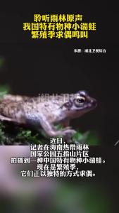 聆听雨林原声 我国特有物种小湍蛙繁殖季求偶鸣叫