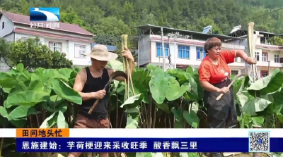 恩施建始：芋荷梗迎来采收旺季 酸香飘三里 