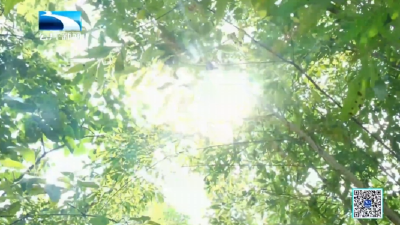 人与自然｜南漳植物普查员解锁758种植物的“身份信息”