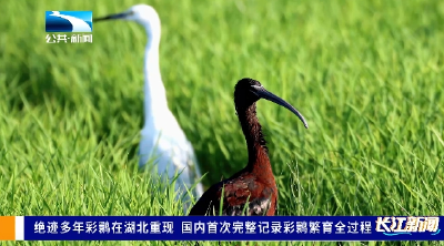绝迹多年彩鹮在湖北重现 国内首次完整记录彩鹮繁育全过程