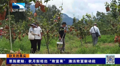 恩施建始：秋月梨结出“致富果” 激活致富新动能