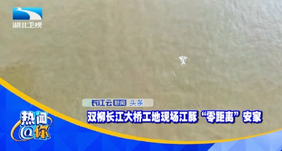 双柳长江大桥工地现场江豚“零距离”安家