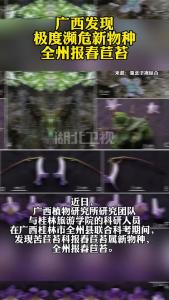广西发现极度濒危新物种——全州报春苣苔！