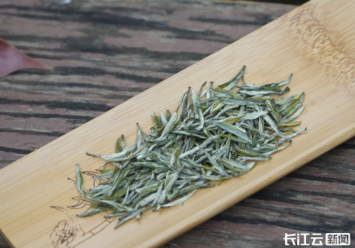 湖北“茶王”炼成记