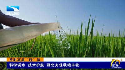 应对高温“烤”验 | 科学调水 技术护航 湖北力保秋粮丰收