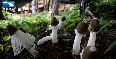 十堰郧西：“南菌北种” 小竹荪撑起“致富伞”