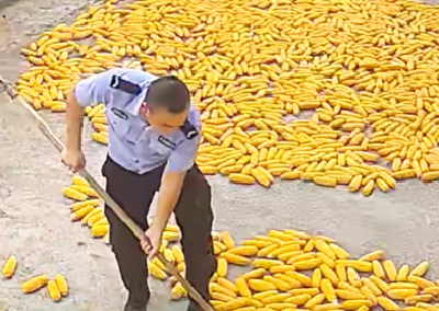 湖北襄阳：暴雨骤临，民警快速帮村民抢收苞谷