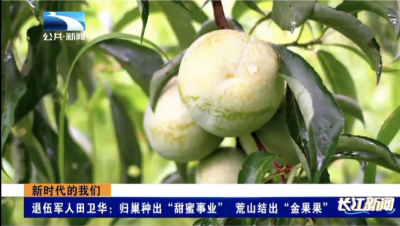 退伍军人田卫华：归巢种出“甜蜜事业” 荒山结出“金果果”
