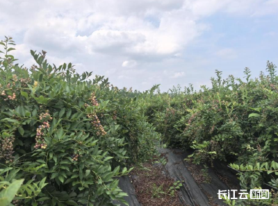 赤壁市“膜”力全开 绘就农业好“丰”景