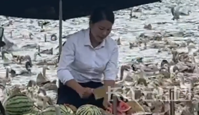 万只鸭子上演刀口夺食 随州姐妹花带火乡村农产品