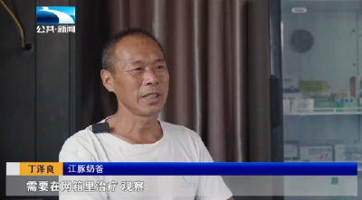 人与自然｜“江豚奶爸”丁泽良和他的“孩子们”