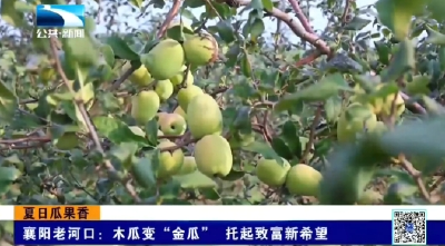 襄阳老河口：木瓜变“金瓜”  托起致富新希望