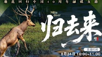 麋鹿回归中国40年融媒直播——归去来