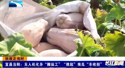 宜昌当阳：无人机化身“搬运工” “挑起”南瓜“丰收担”