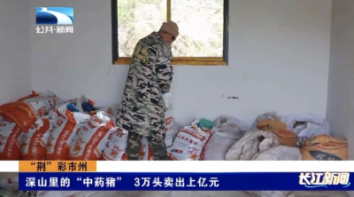 深山里的“中药猪” 3万头卖出上亿元