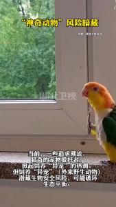 “神奇动物”风险暗藏