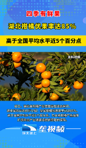 湖北柑橘优果率85%  高于全国平均水平近5个百分点