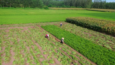 荆州江陵：种下“金豆豆”增收千余元