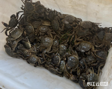 好水养好蟹 梁子湖“六月黄”螃蟹抢鲜上市