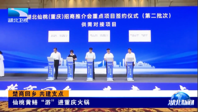 楚商回乡 共建支点 | 仙桃黄鳝“游”进重庆火锅