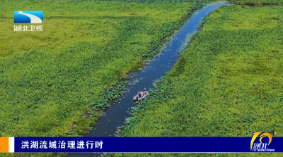 洪湖流域治理进行时 | 迎战汛期 守护“水下森林”