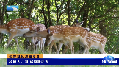 知音湖北 缤纷夏日｜秘境大九湖 解锁新活力