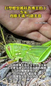 巨型蝗虫被科普博主拍下！专家：肉质丰满，可做美食