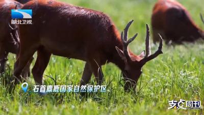 支点新答卷·美丽湖北丨3800头麋鹿见证湖北生态蝶变
