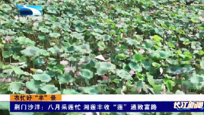 荆门沙洋：初秋采莲忙 湘莲丰收“莲”通致富路