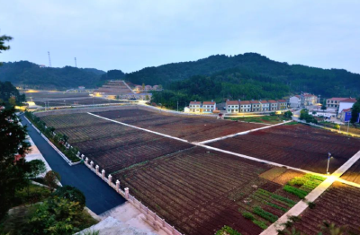 荆州松滋：穷山沟里刨出“金疙瘩”