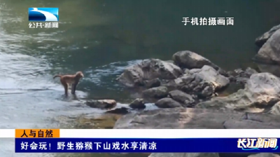 人与自然｜好会玩！野生猕猴下山戏水享清凉