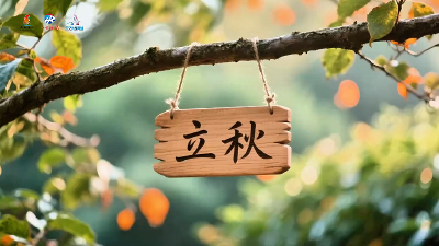湖北红安：立秋临长丰 红村沐新风