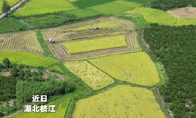 宜昌枝江：再生稻喜开镰，“一种双收”奏响丰收乐章！