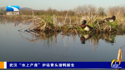 武汉“水上产房”护佑青头潜鸭新生