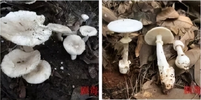 雨后大量出现！别摘、别买、别吃，可致多器官衰竭