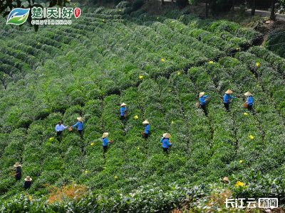 襄阳高香茶：一杯鲜醇回甘香沁世界  