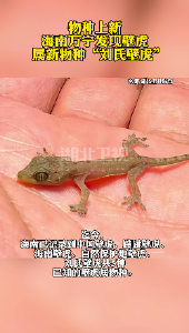 物种上新！ 海南万宁发现壁虎属新物种“刘氏壁虎”