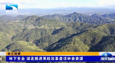 长江观察 | 林下生金 湖北推进系统改革盘活林业资源