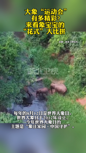 大象“运动会”有多精彩？ 来看象宝宝的“花式”大比拼