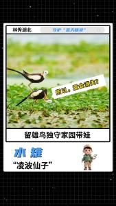 守护“蓝天精灵”：“凌波仙子”——水雉