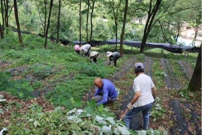 襄阳保康：种上中药材 樟木沟村“跃”起来