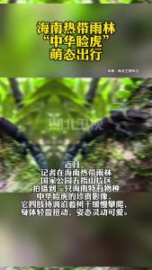 海南热带雨林“中华睑虎”萌态出行