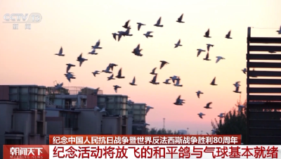 抗战胜利80周年纪念活动将放飞的和平鸽与气球基本就绪