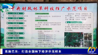恩施巴东：打造全国林下经济示范样本